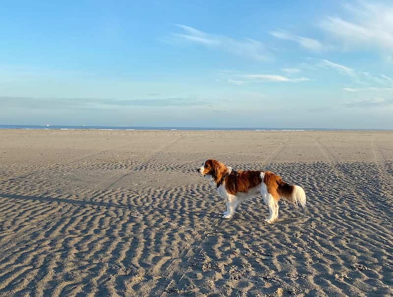 Urlaub mit Hund in den Niederlanden