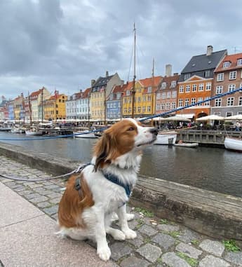Kopenhagen mit Hund