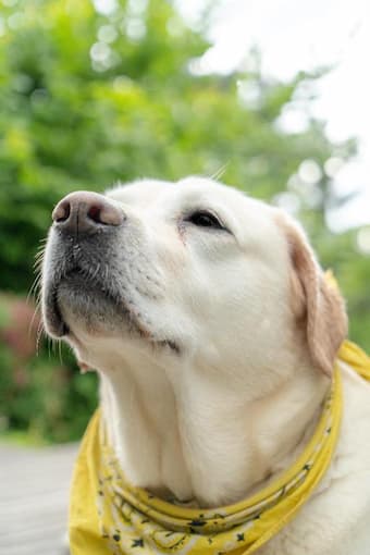 Le Moonloft mit Hund